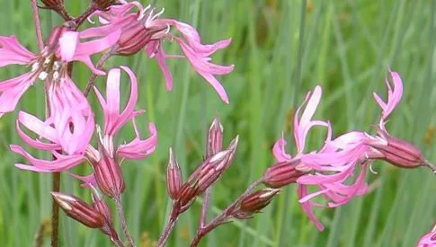 ‘Wat groeit of leeft daar in Nieuwegein’