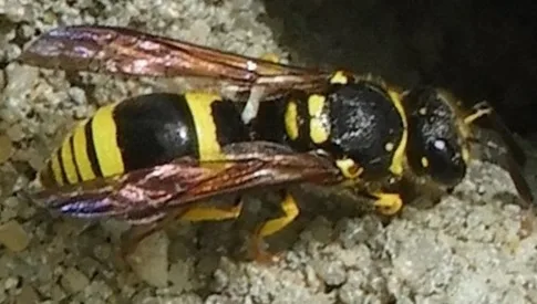 ‘Wat groeit of leeft daar in Nieuwegein’