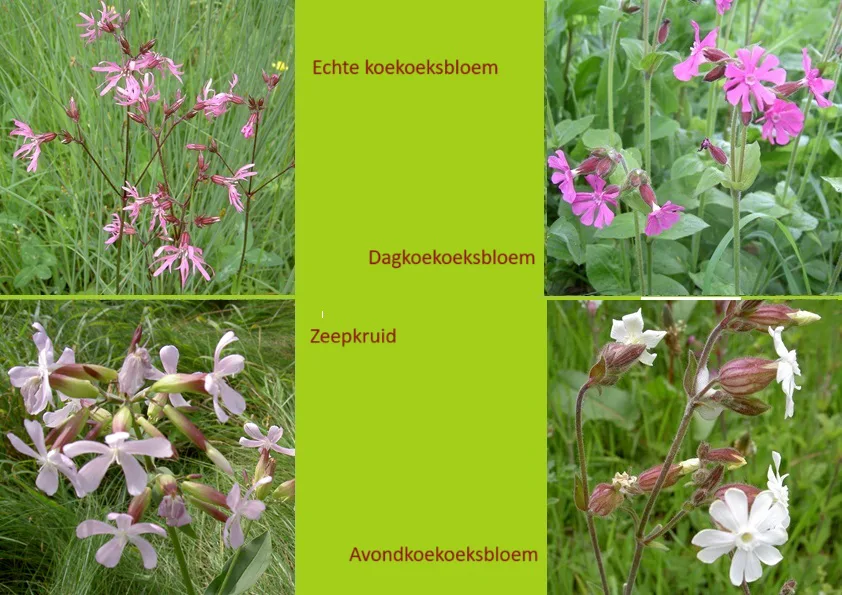 Koekoeksbloem