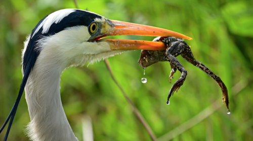 ‘Foto van de week’