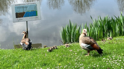 ‘Foto van de week’