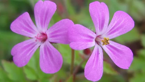 ‘Wat groeit of leeft daar in Nieuwegein’