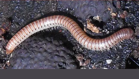 ‘Wat groeit of leeft daar in Nieuwegein’