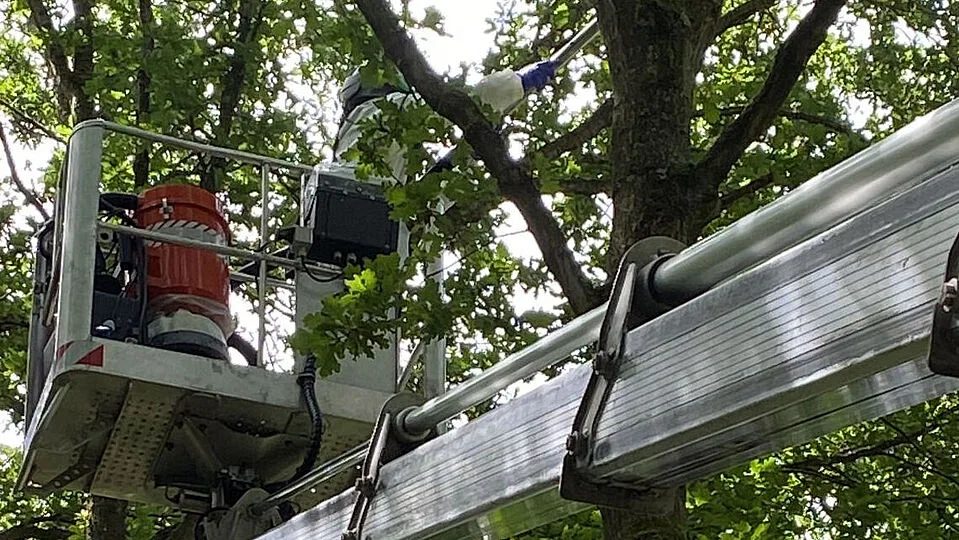 Rijkswaterstaat pakt eikenprocessierups aan