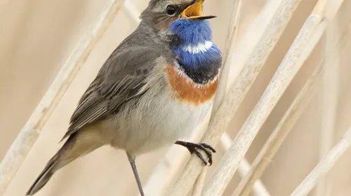 IVN Vogelexcursie naar de Zouweboezem