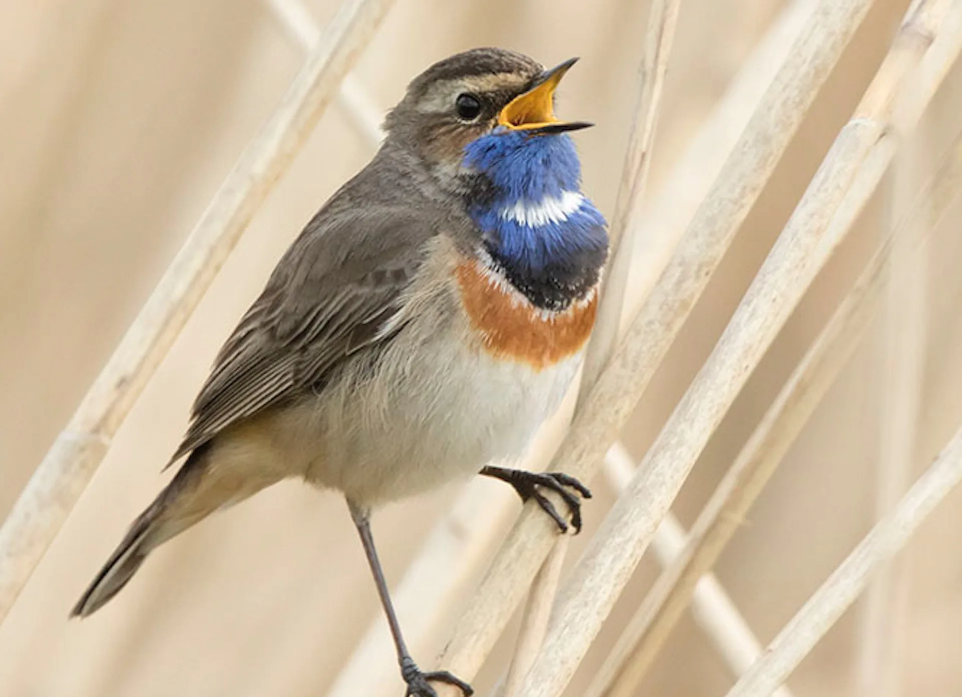 Blauwborstje