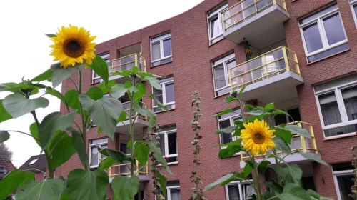 De Bosruiter opent haar deuren tijdens Europese Gemeenschappelijk Wonen Dag