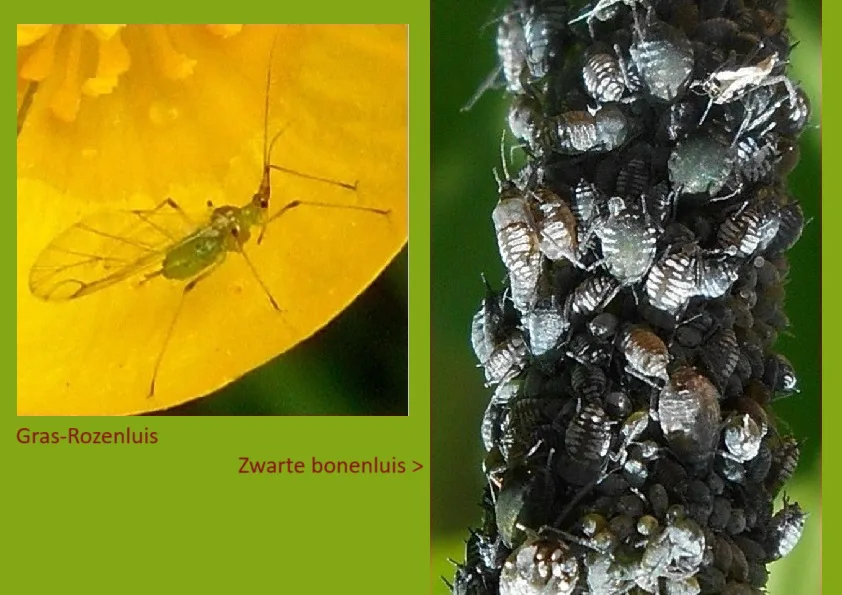Bladluizen