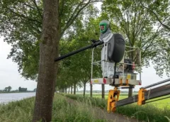 Eikenprocessierups weer actief