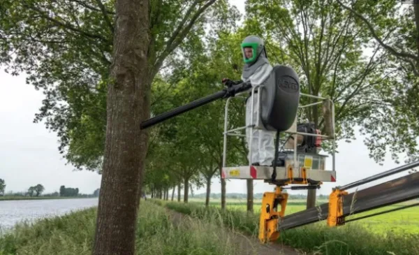 Rijkswaterstaat pakt eikenprocessierups aan