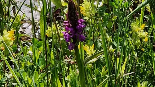 Met het IVN naar de polders Bolgarijen en Autena bij Vianen