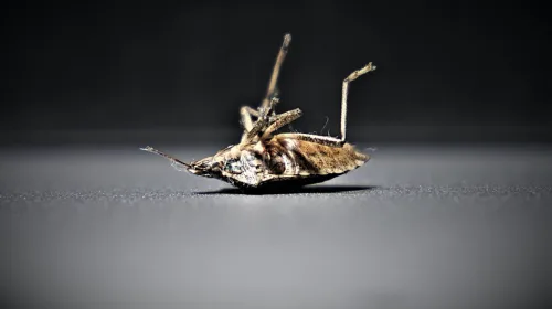 Alles wat je moet weten over bedwantsen bestrijden