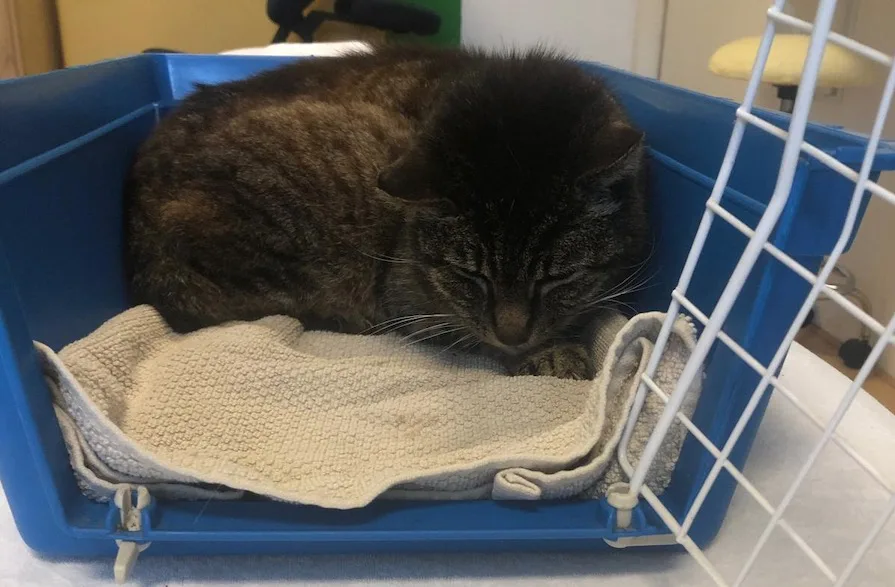 Kater Pepper