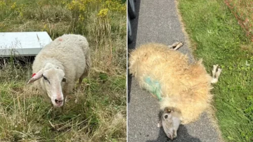 Blauwtong treft opnieuw kudde van schaapsherder Sterrenburg in Nieuwegein