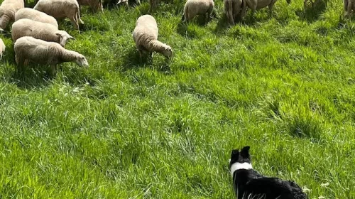 ‘Foto van de week’