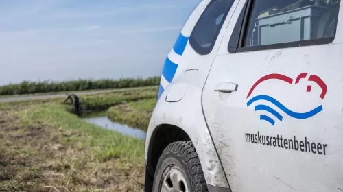 Meer muskusratten gevangen in West- en Midden-Nederland