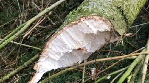 De uiterwaarden verkennen met het IVN