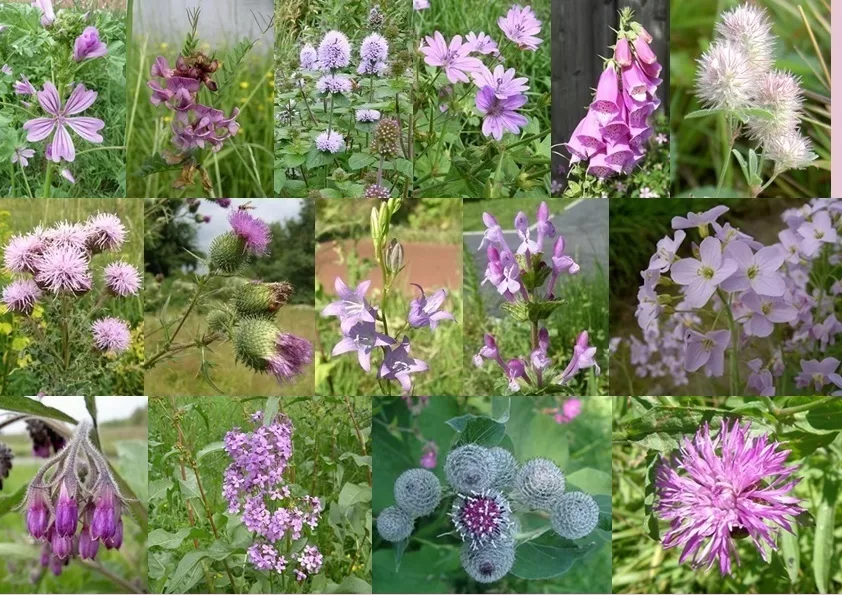 Paarse bloemen