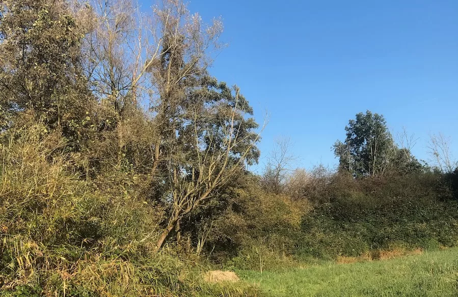 Dwelfsloot