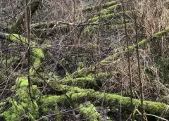 Vijf voor twaalf voor Natuurontwikkelings- en Natuurherstelgebied ‘Dwelfsloot’