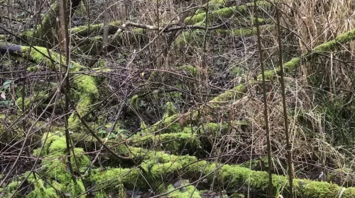 Vijf voor twaalf voor Natuurontwikkelings- en Natuurherstelgebied ‘Dwelfsloot’