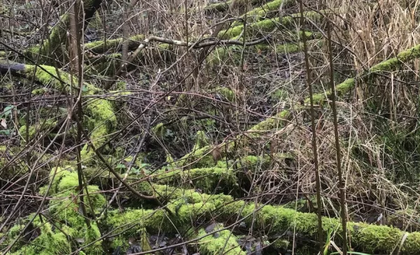 Vijf voor twaalf voor Natuurontwikkelings- en Natuurherstelgebied ‘Dwelfsloot’
