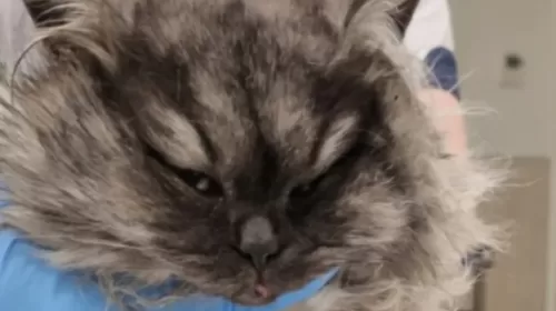 Politie zoekt baasje van gevilde kat