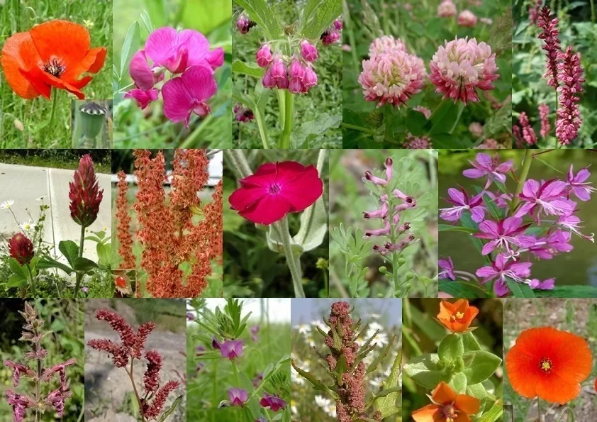 Rode bloemen