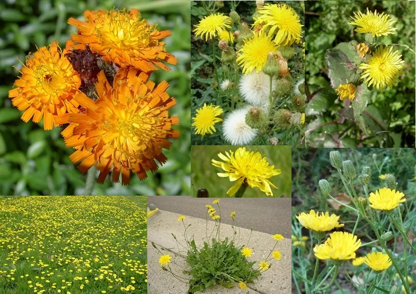 Paardenbloem