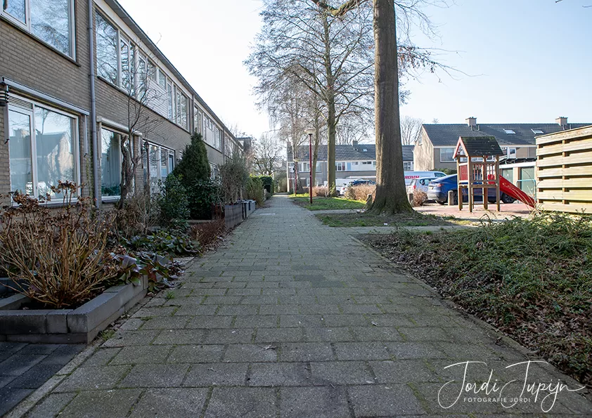 Ridderspoor
