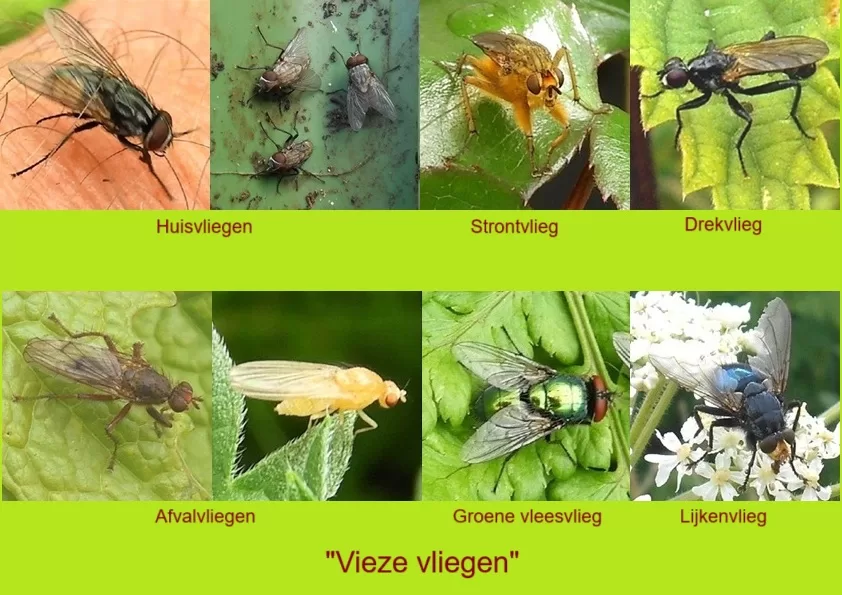 Vieze vliegen