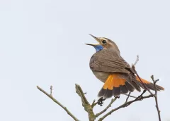 Met het IVN naar de Zouweboezem