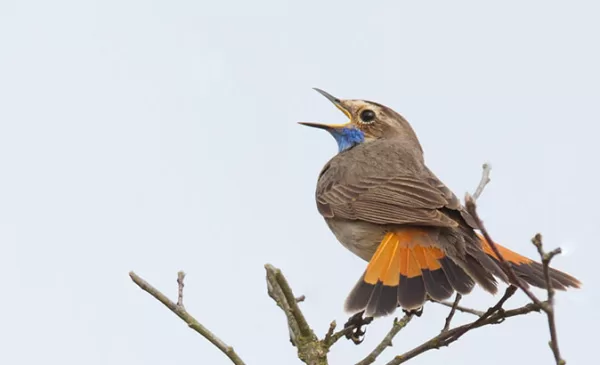 Met het IVN naar de Zouweboezem