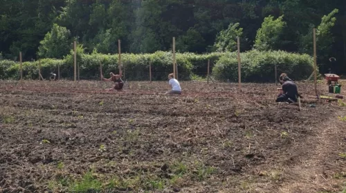 Open Dag in de zelfoogsttuin De Brandneteltuin