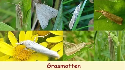 ‘Wat groeit of leeft daar in Nieuwegein’