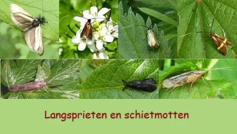 ‘Wat groeit of leeft daar in Nieuwegein’