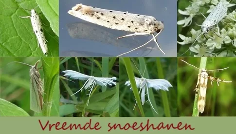 ‘Wat groeit of leeft daar in Nieuwegein’