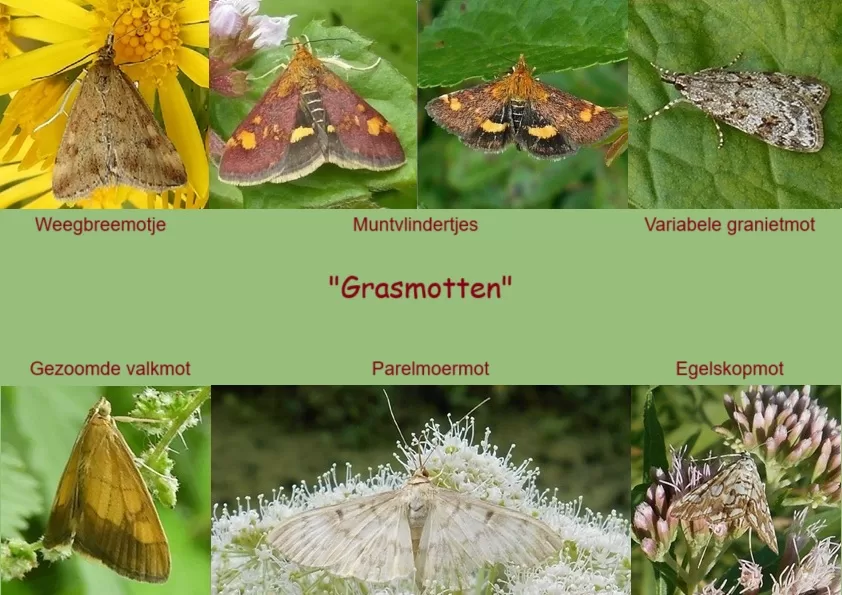 Grasmotten