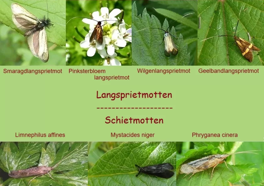 Langsprieten
