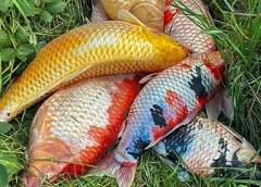 ‘Foto van de week’