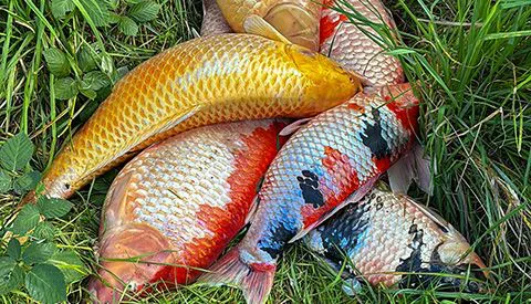 ‘Foto van de week’