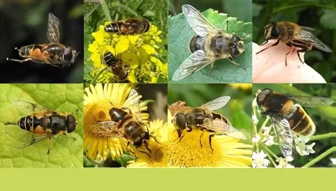 ‘Wat groeit of leeft daar in Nieuwegein’