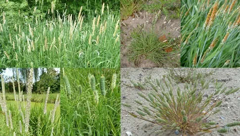 ‘Wat groeit of leeft daar in Nieuwegein’