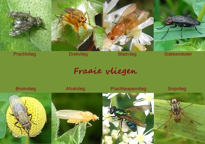 Fraaie vlliegen