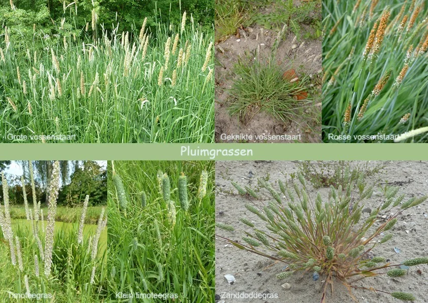 Pluimgrassen