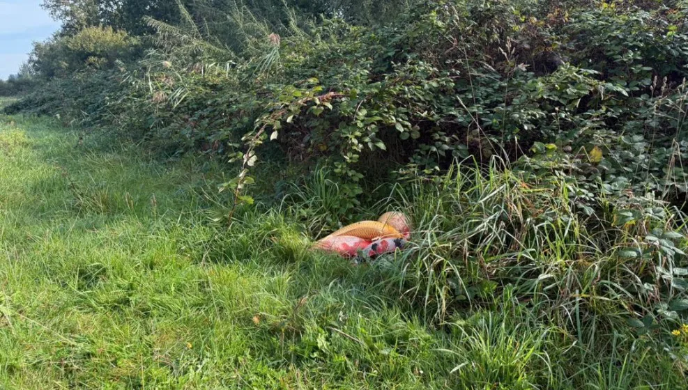 Koi karpers in de bosjes gedumpt