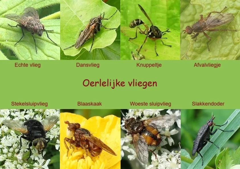 Lelijke vlieg