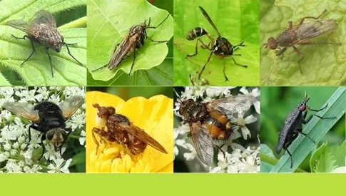 ‘Wat groeit of leeft daar in Nieuwegein’