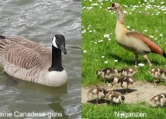 ‘Wat groeit of leeft daar in Nieuwegein’