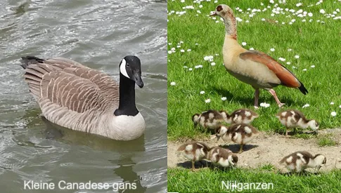 ‘Wat groeit of leeft daar in Nieuwegein’